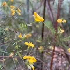 Dillwynia retorta at Dunbogan, NSW - 15 Sep 2025 04:36 PM