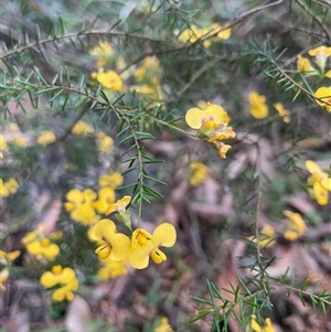 Dillwynia retorta at Dunbogan, NSW - 15 Sep 2025 04:36 PM