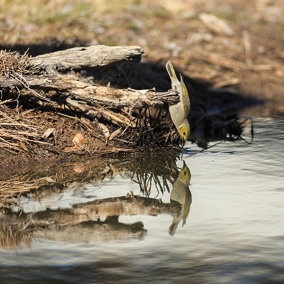Ptilotula penicillata (White-plumed Honeyeater) at Barcaldine, QLD - 14 Sep 2020 by DAdeGroot