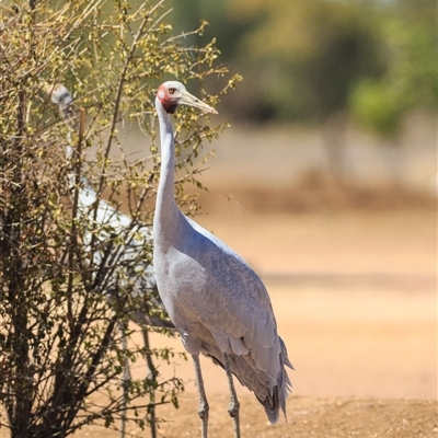 Antigone rubicunda (Brolga) at Longreach, QLD - 12 Sep 2020 by DAdeGroot
