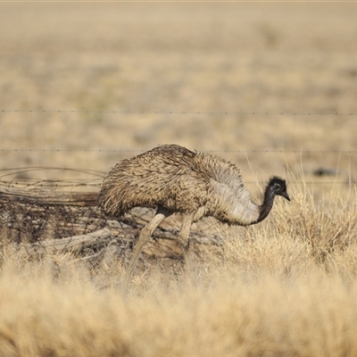 Dromaius novaehollandiae (Emu) at Longreach, QLD - 12 Sep 2020 by DAdeGroot