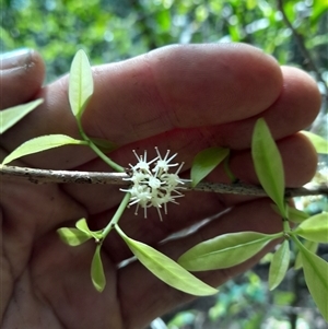 Actephila mooreana at Pappinbarra, NSW - 12 Sep 2025 11:48 AM