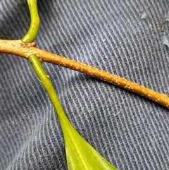 Actephila mooreana at Pappinbarra, NSW - 12 Sep 2025 11:48 AM