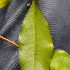 Actephila mooreana at Pappinbarra, NSW - 12 Sep 2025 11:48 AM