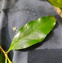 Actephila mooreana at Pappinbarra, NSW - 12 Sep 2025 11:48 AM