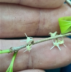 Actephila mooreana at Pappinbarra, NSW - 12 Sep 2025 11:48 AM
