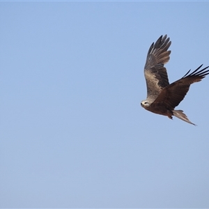 Milvus migrans (Black Kite) at Middleton, QLD - 11 Sep 2020 by DAdeGroot
