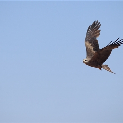 Milvus migrans (Black Kite) at Middleton, QLD - 11 Sep 2020 by DAdeGroot