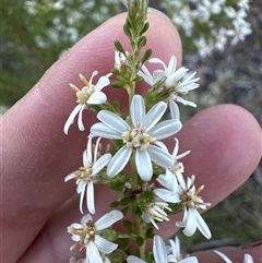 Olearia microphylla (Olearia) at Aranda, ACT - 15 Sep 2025 by lbradley