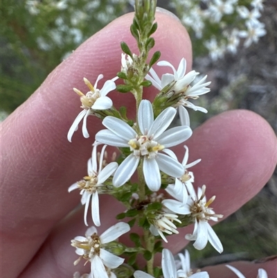 Olearia microphylla (Olearia) at Aranda, ACT - 15 Sep 2025 by lbradley