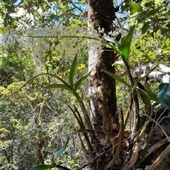 Dendrobium speciosum var. speciosum (Sydney Rock Orchid) at Pappinbarra, NSW - 12 Sep 2025 by jonvanbeest