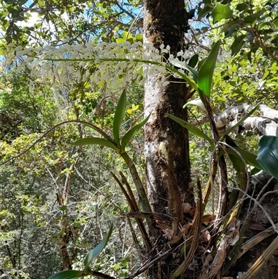 Dendrobium speciosum var. speciosum (Sydney Rock Orchid) at Pappinbarra, NSW - 12 Sep 2025 by jonvanbeest