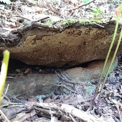 Unverified Fungus at Pappinbarra, NSW - 10 Sep 2025 by jonvanbeest