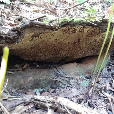 Unverified Fungus at Pappinbarra, NSW - 10 Sep 2025 by jonvanbeest