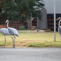 Antigone rubicunda (Brolga) at Winton, QLD - 11 Sep 2020 by DAdeGroot