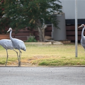 Antigone rubicunda (Brolga) at Winton, QLD - 11 Sep 2020 by DAdeGroot