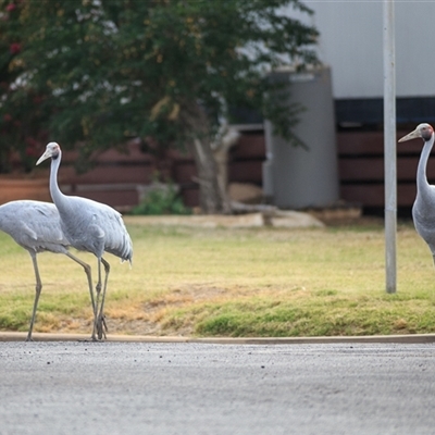 Antigone rubicunda (Brolga) at Winton, QLD - 11 Sep 2020 by DAdeGroot