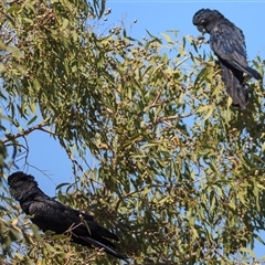 Calyptorhynchus banksii (Red-tailed Black-cockatoo) at Porcupine, QLD - 10 Sep 2020 by DAdeGroot