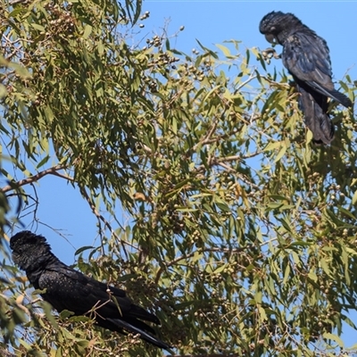 Calyptorhynchus banksii (Red-tailed Black-cockatoo) at Porcupine, QLD - 10 Sep 2020 by DAdeGroot