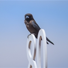 Artamus minor (Little Woodswallow) at Opalton, QLD - 9 Sep 2020 by DAdeGroot