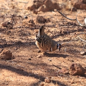 Geophaps plumifera (Spinifex Pigeon) at Corfield, QLD - 8 Sep 2020 by DAdeGroot