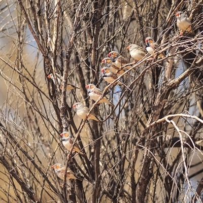 Taeniopygia guttata (Zebra Finch) at Opalton, QLD - 7 Sep 2020 by DAdeGroot