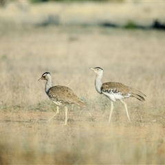 Ardeotis australis (Australian Bustard) at Charleville, QLD - 6 Sep 2020 by DAdeGroot