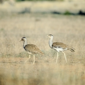 Ardeotis australis (Australian Bustard) at Charleville, QLD - 6 Sep 2020 by DAdeGroot
