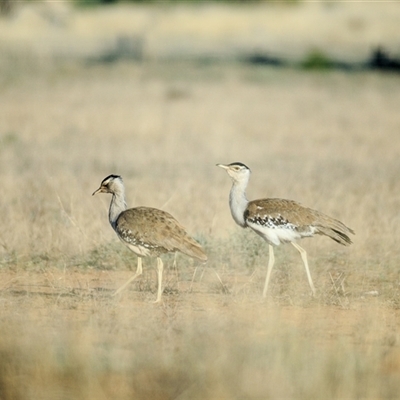Ardeotis australis (Australian Bustard) at Charleville, QLD - 6 Sep 2020 by DAdeGroot