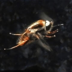 Staurostichus sp. (genus) at Booth, ACT - 15 Sep 2025 by JohnBundock
