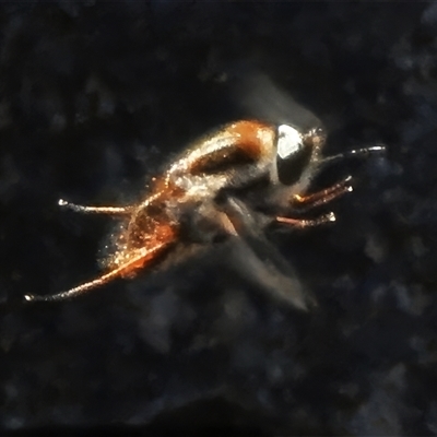 Staurostichus sp. (genus) at Booth, ACT - 15 Sep 2025 by JohnBundock