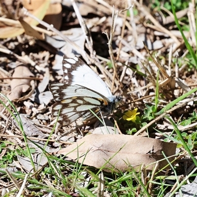 Belenois java (Caper White) at Fyshwick, ACT - 15 Sep 2025 by ChrisChapman