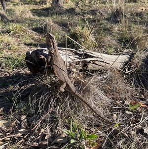 Pogona barbata (Eastern Bearded Dragon) at Hackett, ACT - 15 Sep 2025 by Lisa.Jok