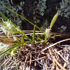 Carex breviculmis (Short-Stem Sedge) at Cooma, NSW - 15 Sep 2025 by mahargiani