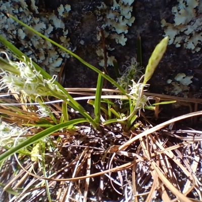 Carex breviculmis (Short-Stem Sedge) at Cooma, NSW - 15 Sep 2025 by mahargiani