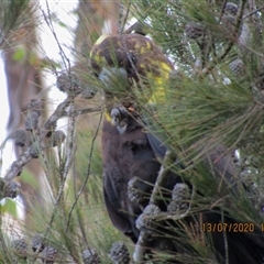 Calyptorhynchus lathami lathami (Glossy Black-Cockatoo) at Marulan, NSW - 13 Jul 2020 by GITM1