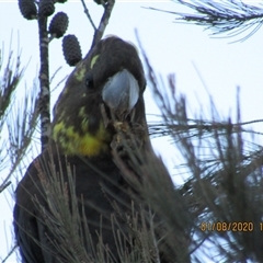Calyptorhynchus lathami lathami (Glossy Black-Cockatoo) at Marulan, NSW - 1 Aug 2020 by GITM1