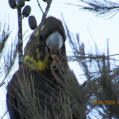 Calyptorhynchus lathami lathami (Glossy Black-Cockatoo) at Marulan, NSW - 1 Aug 2020 by GITM1