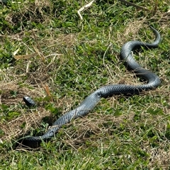 Pseudechis porphyriacus (Red-bellied Black Snake) at Kambah, ACT - 14 Sep 2025 by HelenCross