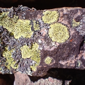 Rhizocarpon geographicum at Bobundara, NSW - 14 Sep 2025 by mahargiani