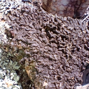 Lichen - crustose at Bobundara, NSW - 14 Sep 2025 by mahargiani