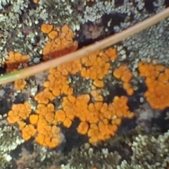 Lichen - crustose at Bobundara, NSW - 14 Sep 2025 by mahargiani