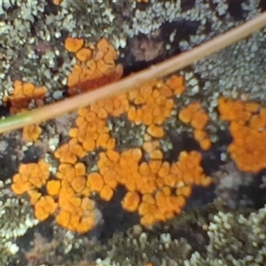 Lichen - crustose at Bobundara, NSW - 14 Sep 2025 by mahargiani