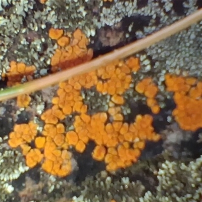 Lichen - crustose at Bobundara, NSW - 14 Sep 2025 by mahargiani