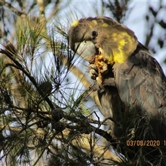 Calyptorhynchus lathami lathami (Glossy Black-Cockatoo) at Marulan, NSW - 3 Aug 2020 by GITM1
