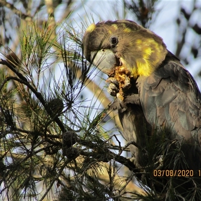 Calyptorhynchus lathami lathami (Glossy Black-Cockatoo) at Marulan, NSW - 3 Aug 2020 by GITM1