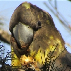 Calyptorhynchus lathami lathami at Marulan, NSW - suppressed