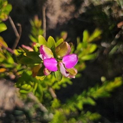 Polygala myrtifolia (Myrtle-leaf Milkwort) at Depot Beach, NSW - 15 Sep 2025 by Csteele4