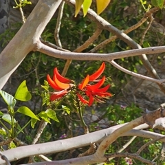 Erythrina x sykesii (Common Coral Tree) at Depot Beach, NSW - 15 Sep 2025 by Csteele4