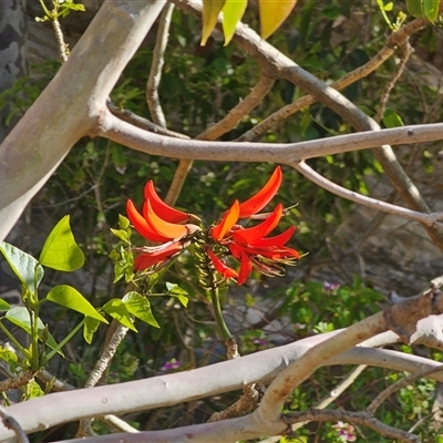 Erythrina x sykesii (Common Coral Tree) at Depot Beach, NSW - 15 Sep 2025 by Csteele4